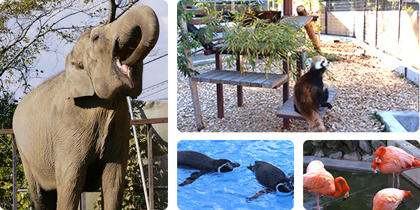 日本平動物園とは