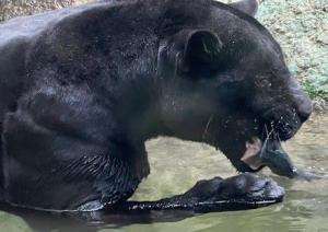 静岡市立 日本平動物園 飼育日誌