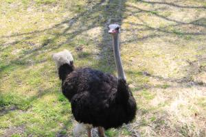 静岡市立 日本平動物園 飼育日誌