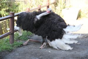 静岡市立 日本平動物園 飼育日誌