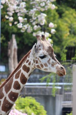 静岡市立 日本平動物園 動物紹介