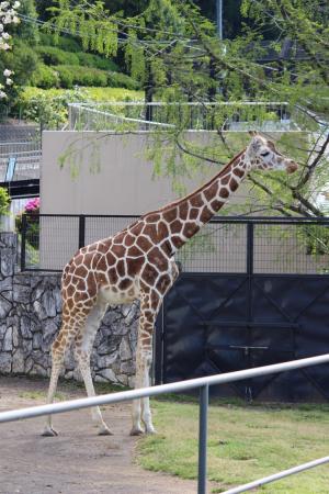 静岡市立 日本平動物園 動物紹介