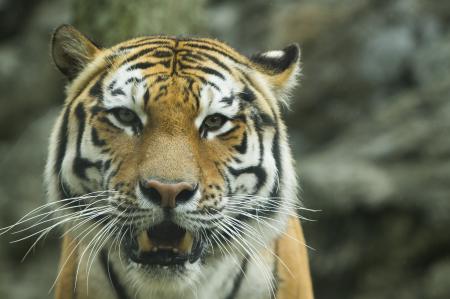 静岡市立 日本平動物園 動物紹介