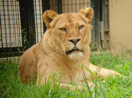 静岡市立 日本平動物園 動物紹介