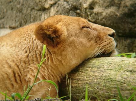 静岡市立 日本平動物園 動物紹介