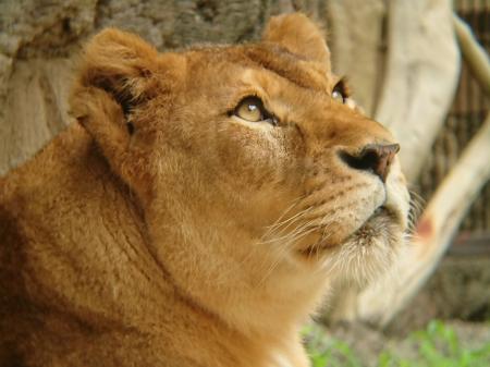 静岡市立 日本平動物園 動物紹介