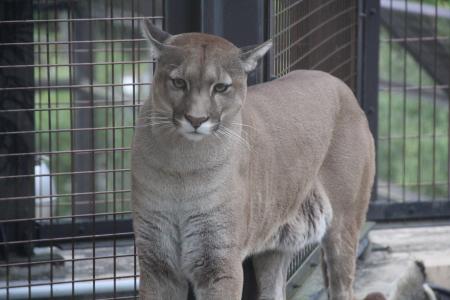 静岡市立 日本平動物園 動物紹介