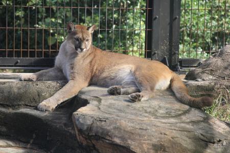 静岡市立 日本平動物園 動物紹介