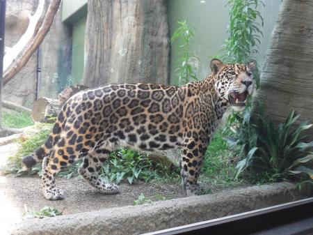 静岡市立 日本平動物園 動物紹介