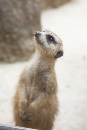 静岡市立 日本平動物園 動物紹介