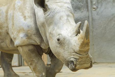 静岡市立 日本平動物園 動物紹介