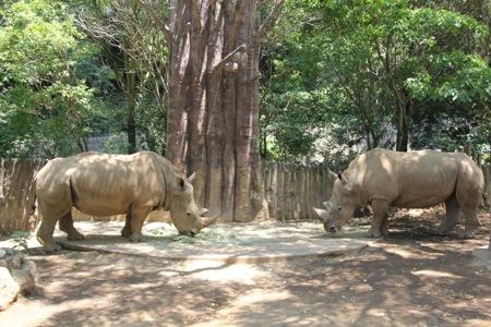 静岡市立 日本平動物園 動物紹介