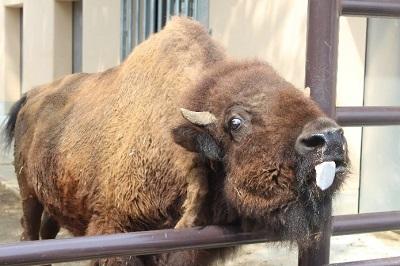 静岡市立 日本平動物園 動物紹介