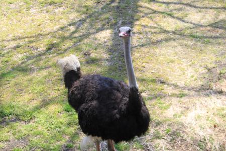 静岡市立 日本平動物園 動物紹介