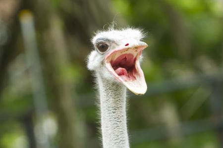 静岡市立 日本平動物園 動物紹介