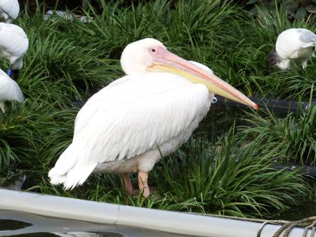 静岡市立 日本平動物園 動物紹介