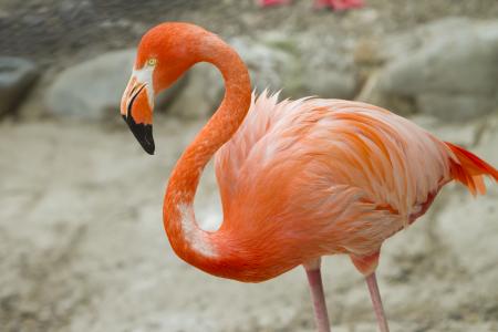 静岡市立 日本平動物園 動物紹介