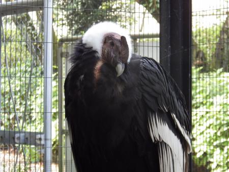 静岡市立 日本平動物園 動物紹介