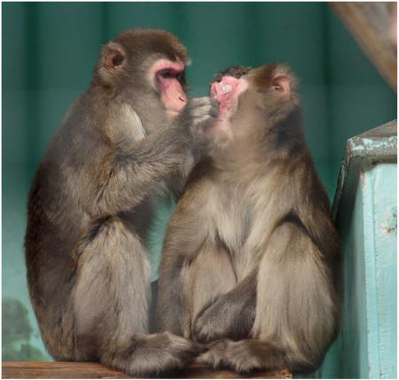 静岡市立 日本平動物園 動物紹介