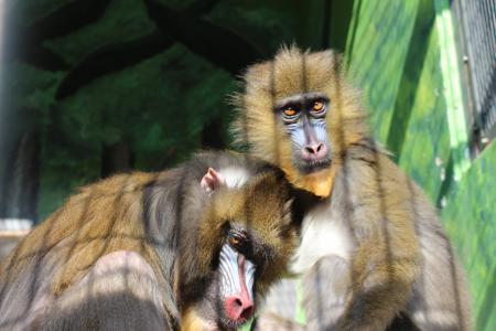 静岡市立 日本平動物園 動物紹介