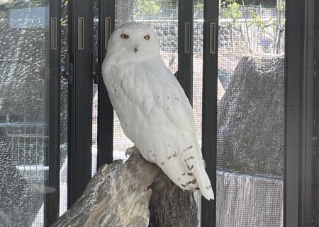 静岡市立 日本平動物園 動物紹介