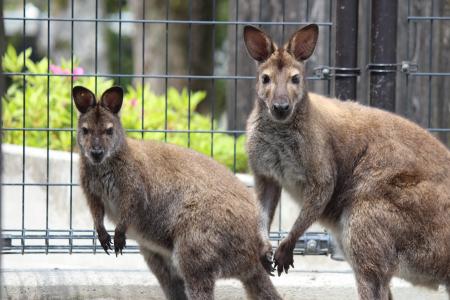 静岡市立 日本平動物園 動物紹介