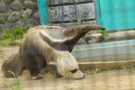 静岡市立 日本平動物園 動物紹介