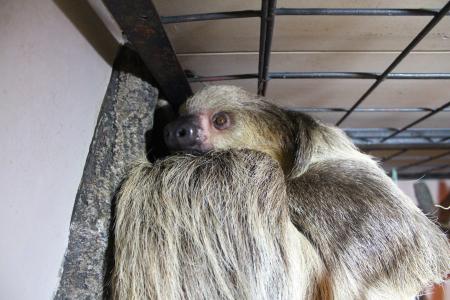 静岡市立 日本平動物園 動物紹介