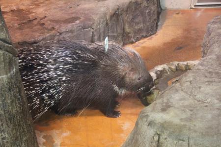 静岡市立 日本平動物園 動物紹介