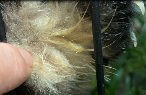 レッサーパンダのあしうら