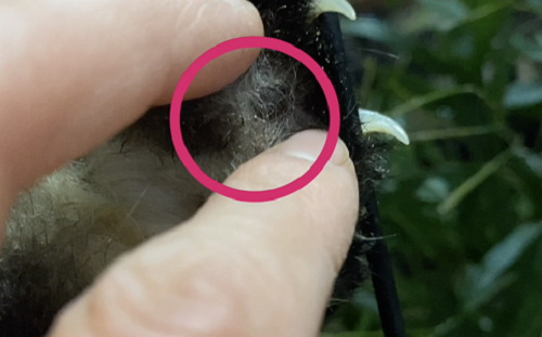 レッサーパンダの肉球