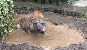 静岡市立 日本平動物園 飼育日誌 静岡市立 日本平動物園 飼育日誌