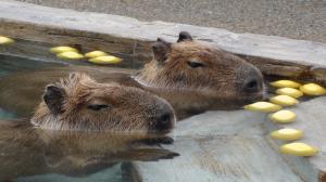 カピバラ温泉