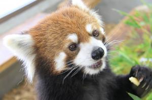 静岡市立 日本平動物園｜イベント情報