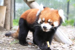 静岡市立 日本平動物園｜イベント情報