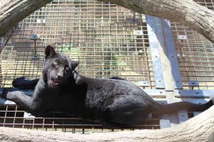 ジャガー(メス2)