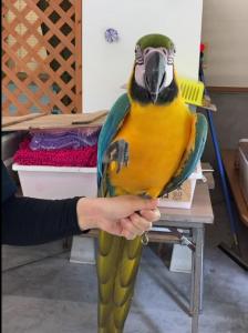 ビビ ビビ