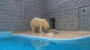 2023年シロクマキャンペーンの様子 2023年シロクマキャンペーンの様子