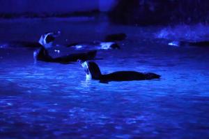 夜の動物園2023② 夜の動物園2023②