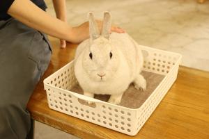 ウサギふれあい ウサギふれあい