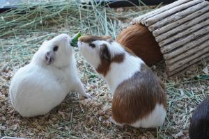 未開封】艦これ カレー機関 しおモル&らいモル モルモット 静岡