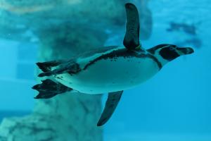 フンボルトペンギン フンボルトペンギン