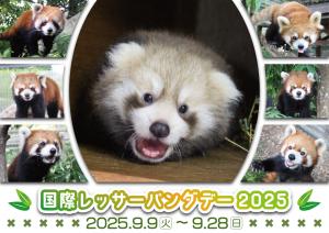 国際レッサーパンダデー2025 国際レッサーパンダデー2025