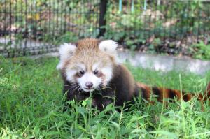 レッサーパンダの赤ちゃん① レッサーパンダの赤ちゃん①