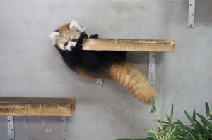 レッサーパンダの赤ちゃん② レッサーパンダの赤ちゃん②