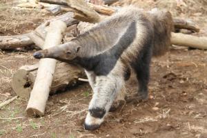 オオアリクイ「フジオ(♂)」 オオアリクイ「フジオ(♂)」