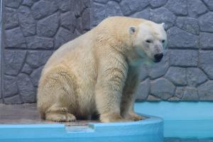 ロッシー① ロッシー①