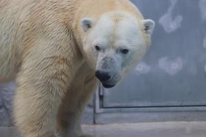 ロッシー② ロッシー②