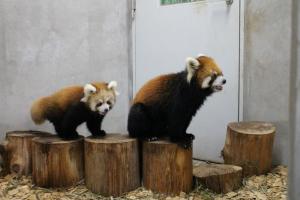 レッサーパンダの赤ちゃん2