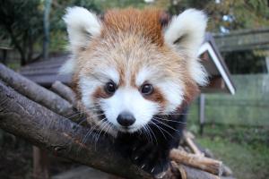 レッサーパンダ赤ちゃん